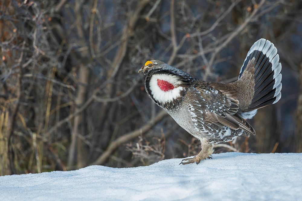Dusky grouse-courtship display